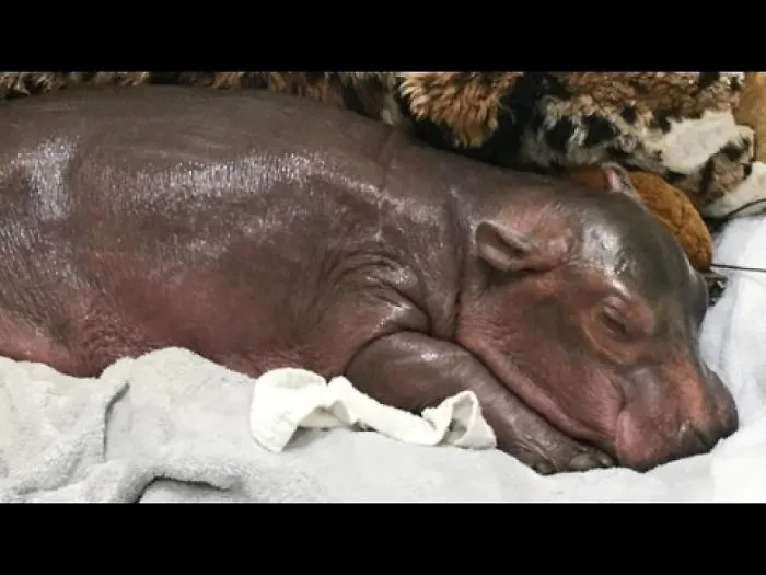 they Weren't Sure This Premature Hippo Would Make It, But Look At Her Today!