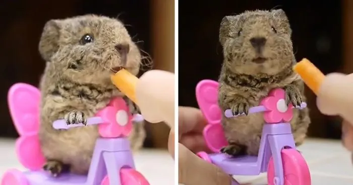 Baby Guinea Pig On Her Mini Tricycle