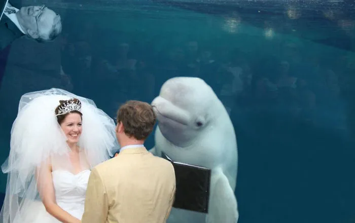 Sacerdote Beluga