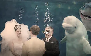 Beluga Whale Attends A Wedding, Inspires A Hilarious Photoshop Battle