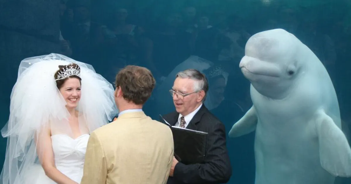 Esta beluga asistió a una boda e inspiró una divertida batalla de Photoshop