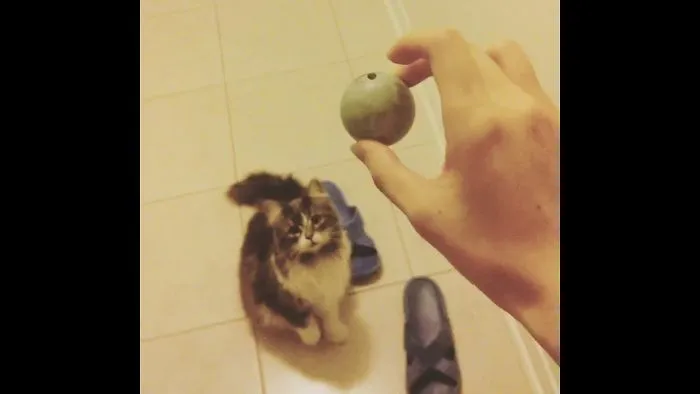 My Cat Thinks She's A Dog, Need To Go On Daily Walks And "Begs" To Play With A Pingpong Ball!!