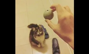 My Cat Thinks She's A Dog, Need To Go On Daily Walks And "Begs" To Play With A Pingpong Ball!!