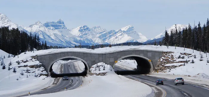 Paso alto para osos en el parque nacional Banff, Canadá