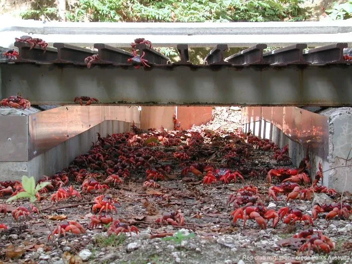 Túnel para cangrejos en Isla de Navidad