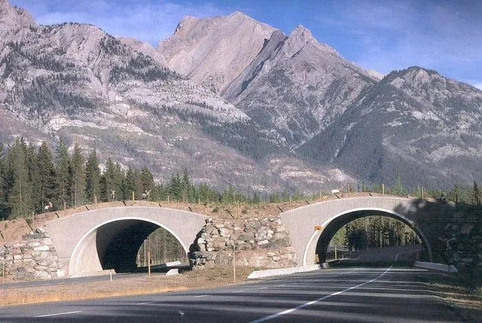 Wildlife Passing In Alberta, Canada