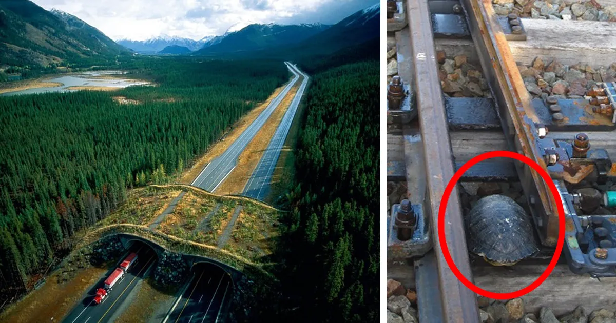 10+ Puentes y cruces para animales que salvan a miles de ellos cada año