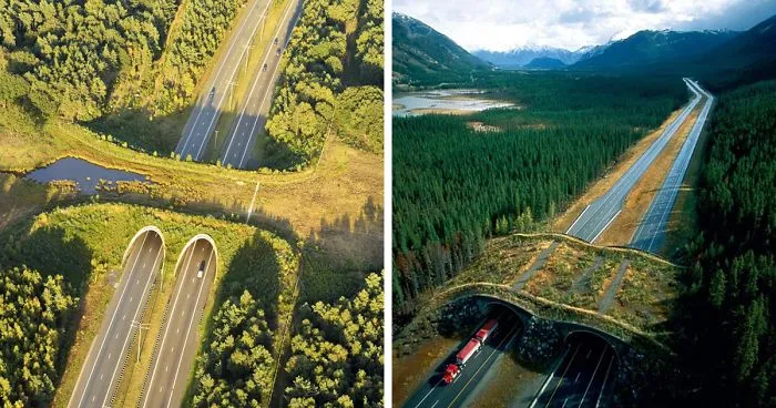 50 Amazing Animal Bridges And Crossings That Save 1000s Of Animals Every Year