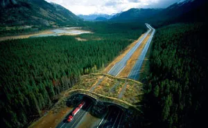 50 Amazing Animal Bridges And Crossings That Save 1000s Of Animals Every Year