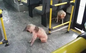When This Bus Driver Saw Stray Dogs Shivering In The Storm, He Stopped To Do An Amazing Thing