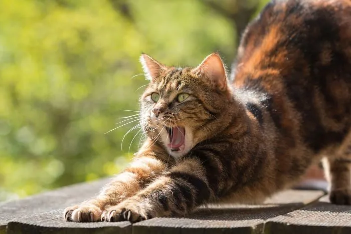 33 Animals Who Will Inspire You To Start Doing Yoga In 2017