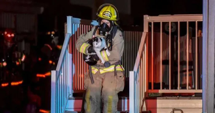 Cat Saves Whole Family From Fire After Biting Owner In The Middle Of Night And Warning Her