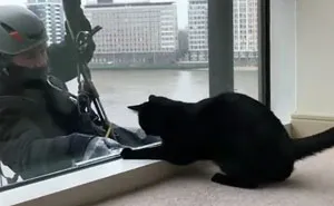 Cat VS Window Cleaners