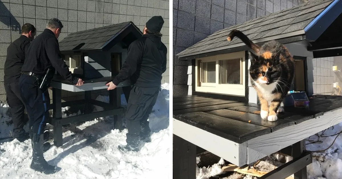 Este gato seguía viniendo al departamento de policía, entonces los polis le construyeron su propio apartamento cómodo