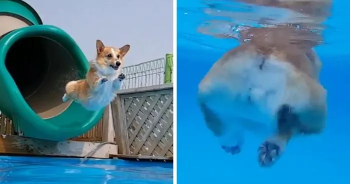 Corgi Paradise