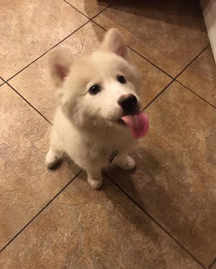 175 Of The Most Adorable Animal Mlems" Ever"