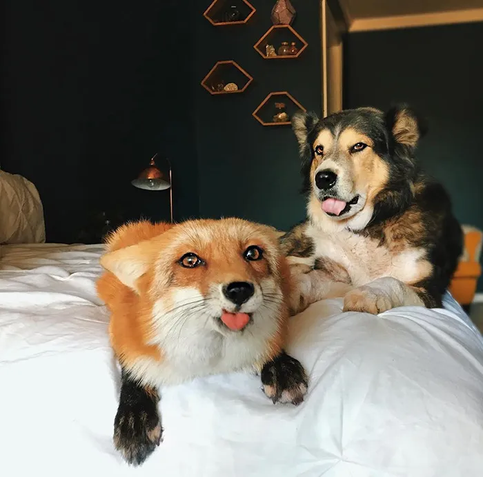 175 Of The Most Adorable Animal Mlems" Ever"