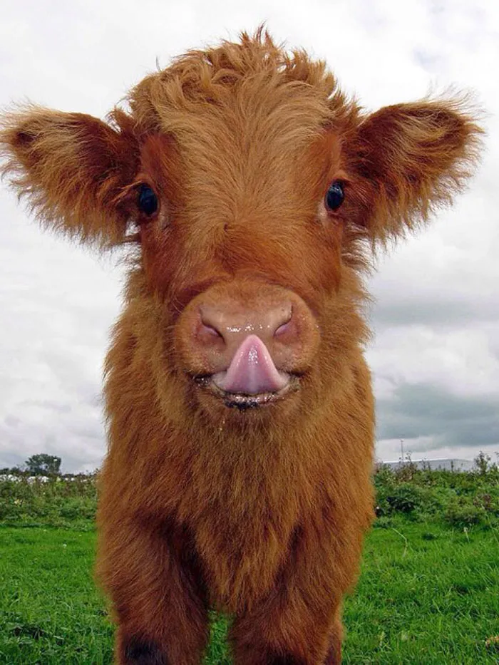 10+ Adorables animales sacando la lengua