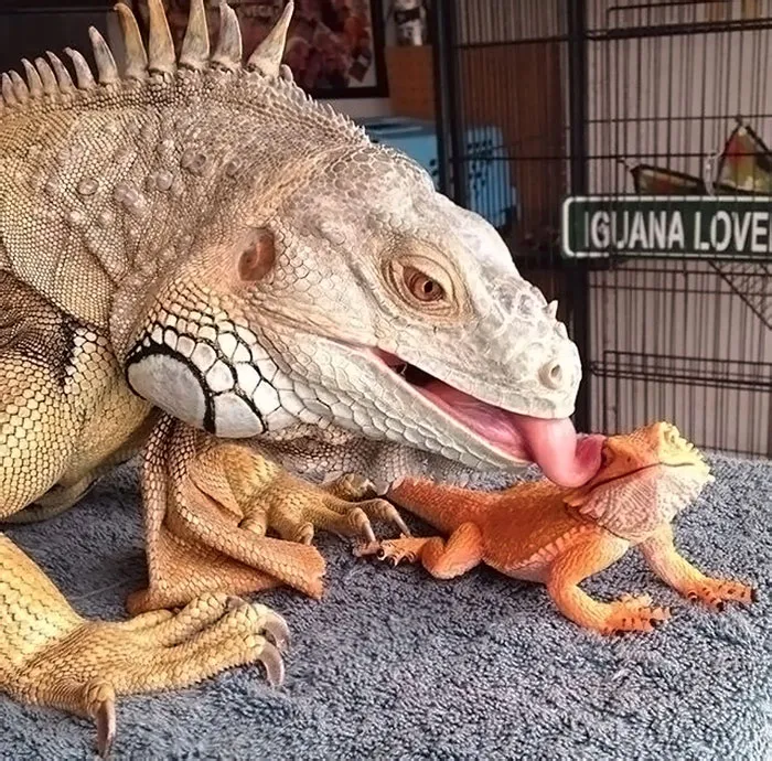 10+ Adorables animales sacando la lengua