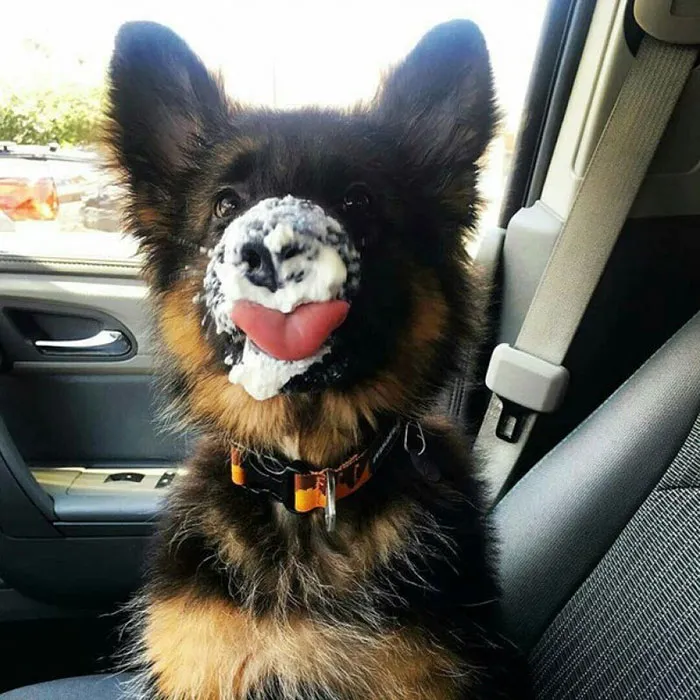 175 Of The Most Adorable Animal Mlems" Ever"