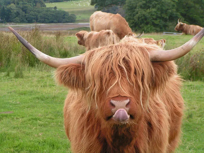 175 Of The Most Adorable Animal Mlems" Ever"