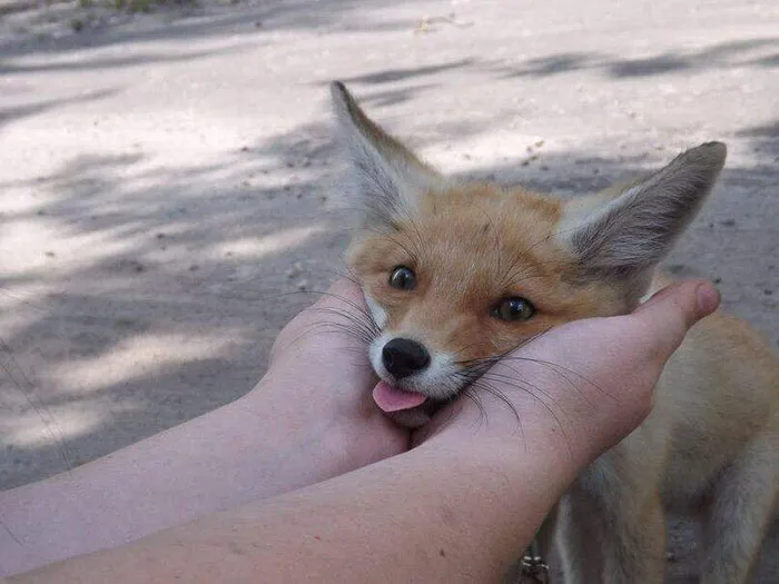 175 Of The Most Adorable Animal Mlems" Ever"