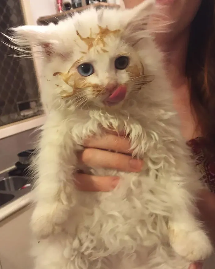 10+ Adorables animales sacando la lengua