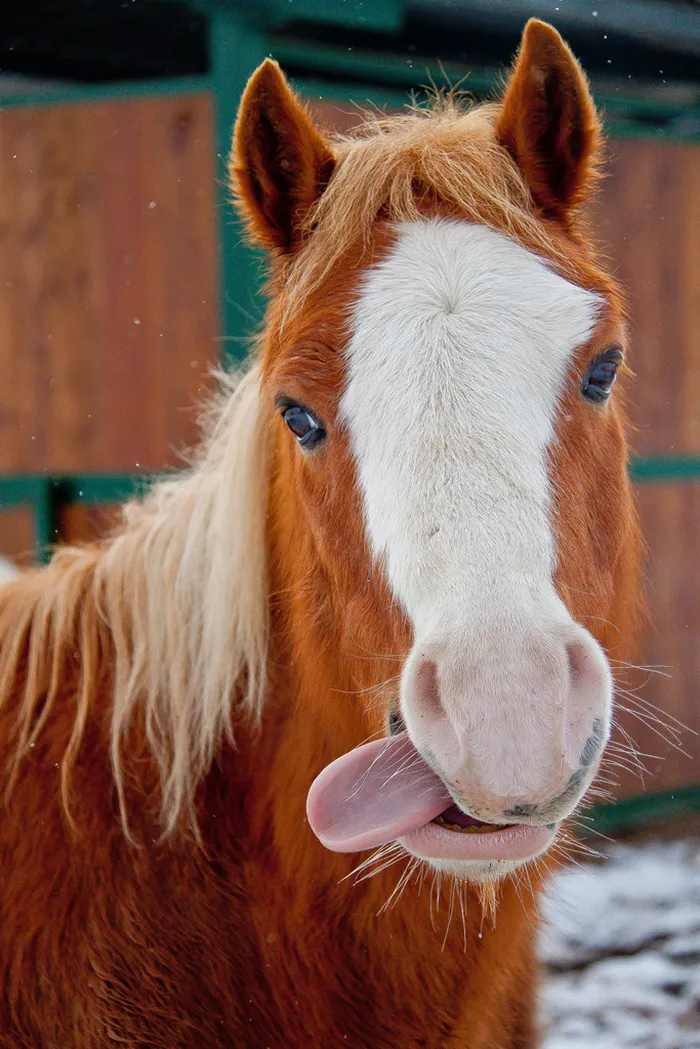 175 Of The Most Adorable Animal Mlems" Ever"
