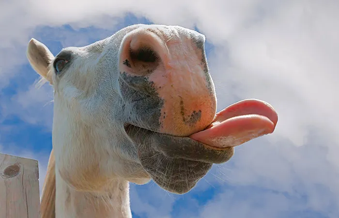 175 Of The Most Adorable Animal Mlems" Ever"