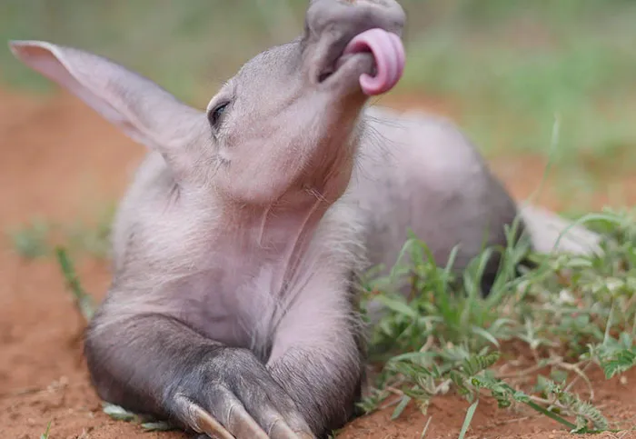 175 Of The Most Adorable Animal Mlems" Ever"