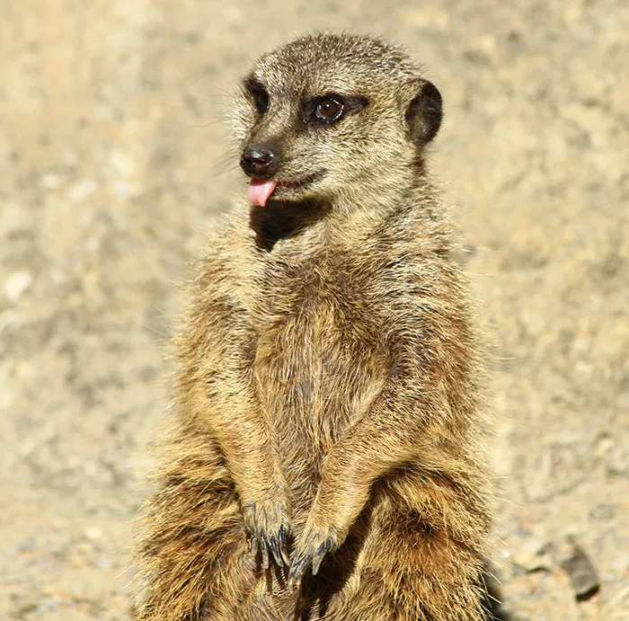 175 Of The Most Adorable Animal Mlems" Ever"