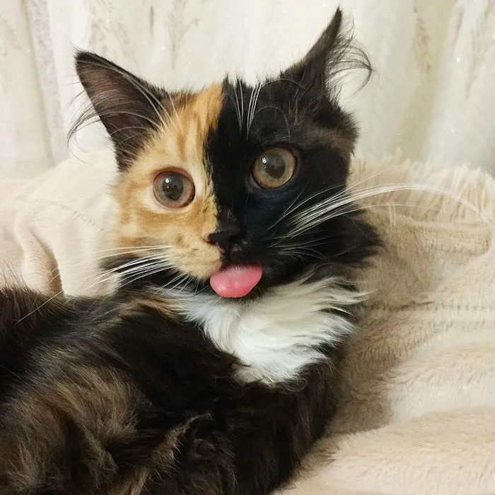175 Of The Most Adorable Animal Mlems" Ever"