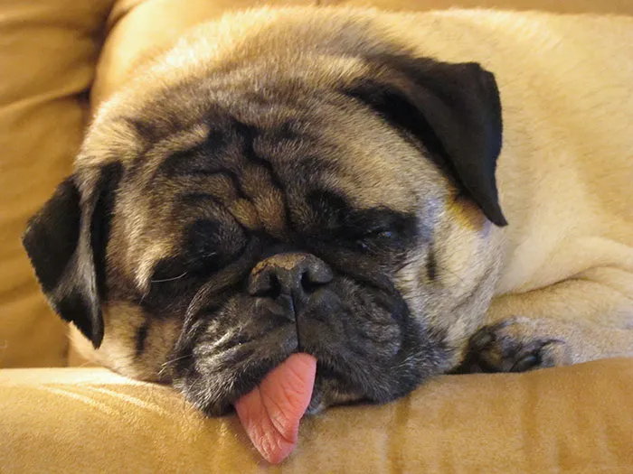 175 Of The Most Adorable Animal Mlems" Ever"
