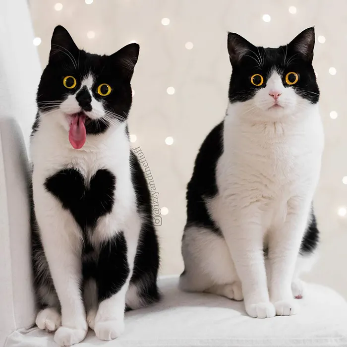 175 Of The Most Adorable Animal Mlems" Ever"