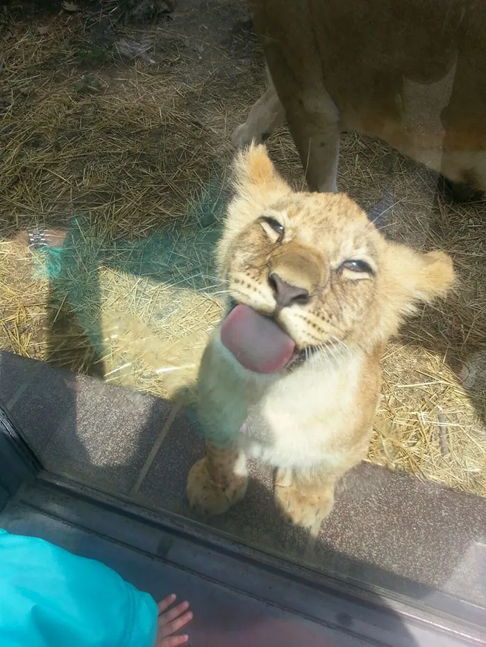 175 Of The Most Adorable Animal Mlems" Ever"