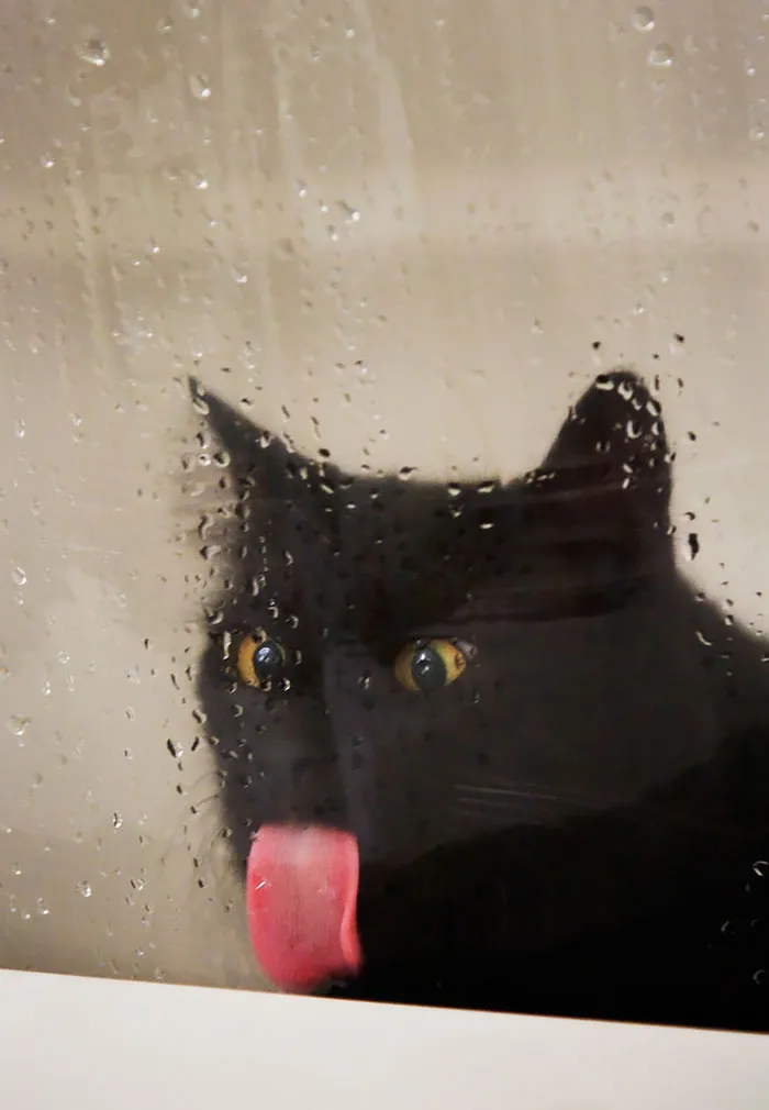10+ Adorables animales sacando la lengua