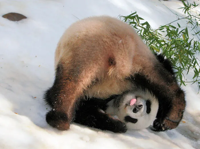 175 Of The Most Adorable Animal Mlems" Ever"