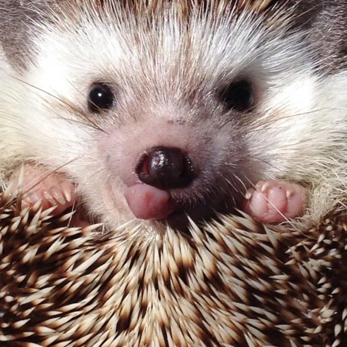 175 Of The Most Adorable Animal Mlems" Ever"