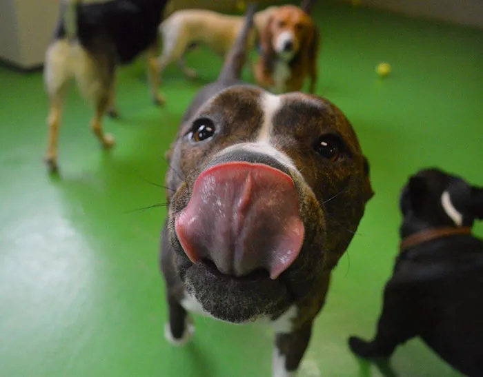 175 Of The Most Adorable Animal Mlems" Ever"