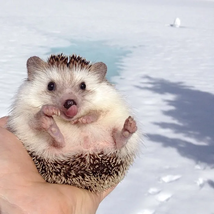 175 Of The Most Adorable Animal Mlems" Ever"