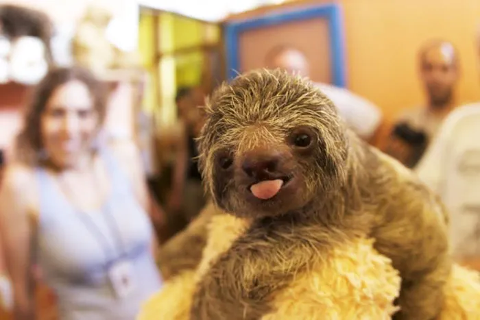 175 Of The Most Adorable Animal Mlems" Ever"