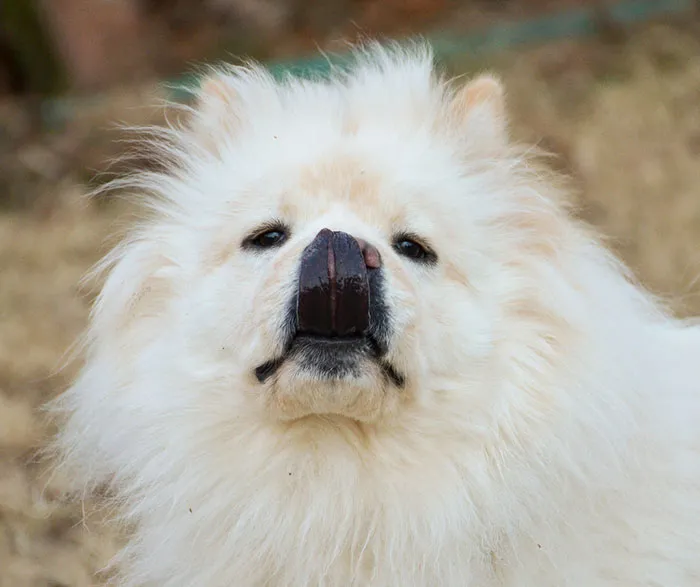 175 Of The Most Adorable Animal Mlems" Ever"