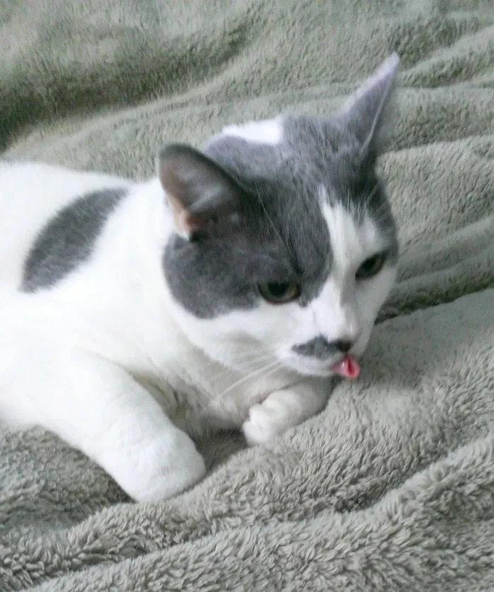 10+ Adorables animales sacando la lengua