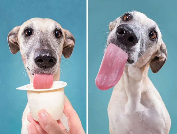 175 Of The Most Adorable Animal Mlems" Ever"