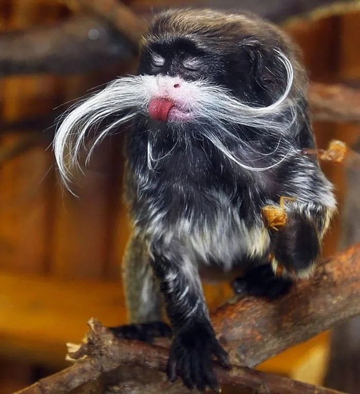 175 Of The Most Adorable Animal Mlems" Ever"