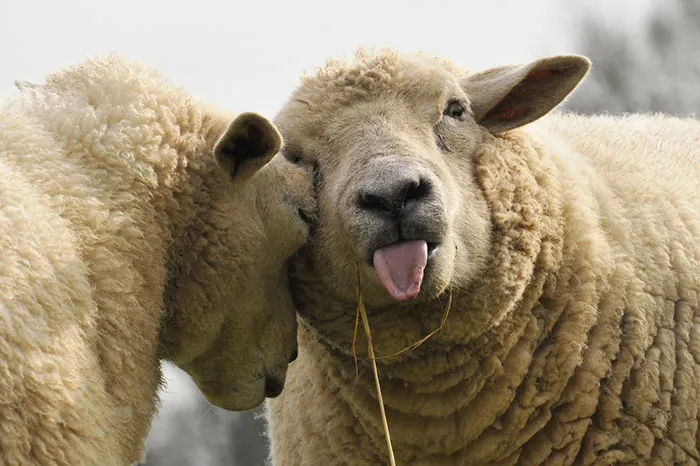 175 Of The Most Adorable Animal Mlems" Ever"