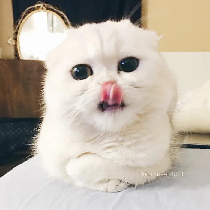 175 Of The Most Adorable Animal Mlems" Ever"