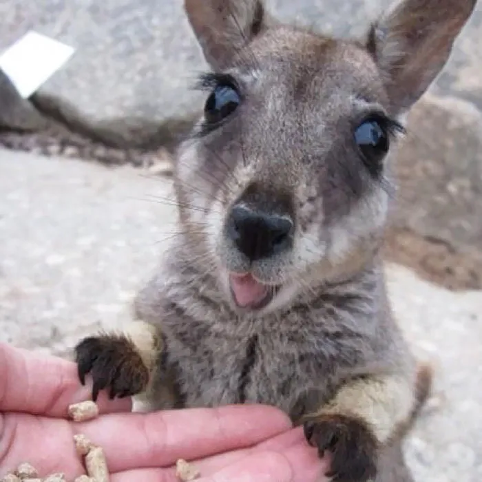 175 Of The Most Adorable Animal Mlems" Ever"