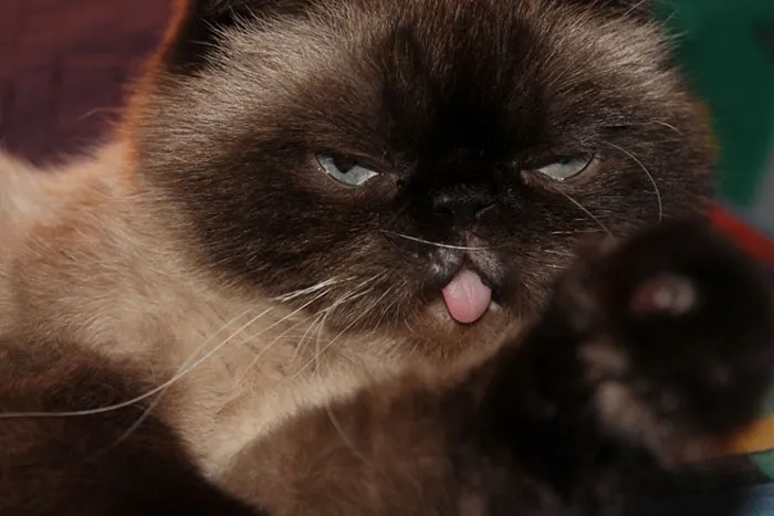 175 Of The Most Adorable Animal Mlems" Ever"