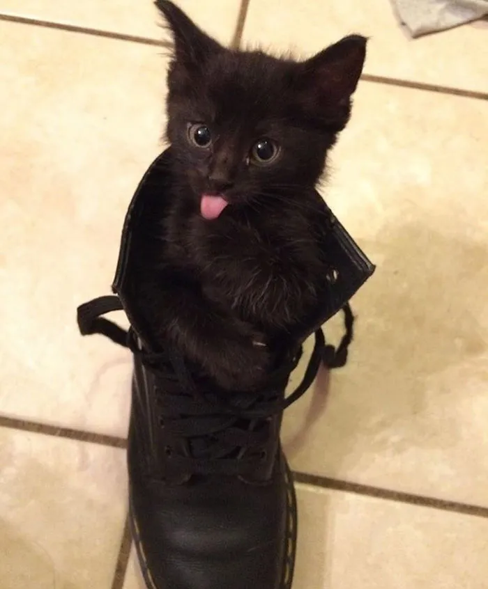 175 Of The Most Adorable Animal Mlems" Ever"